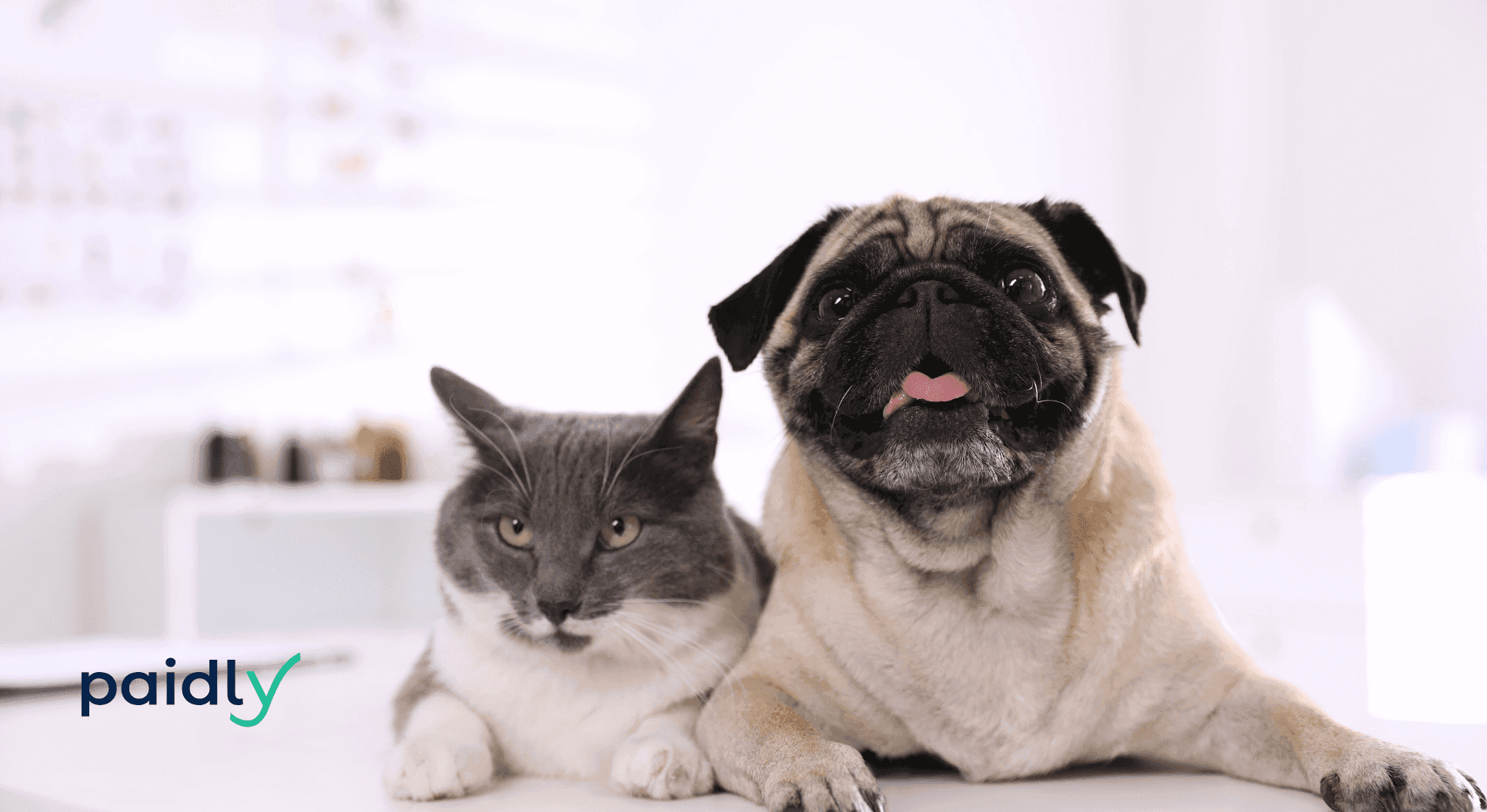 Cat and dog facing the camera with Paidly logo